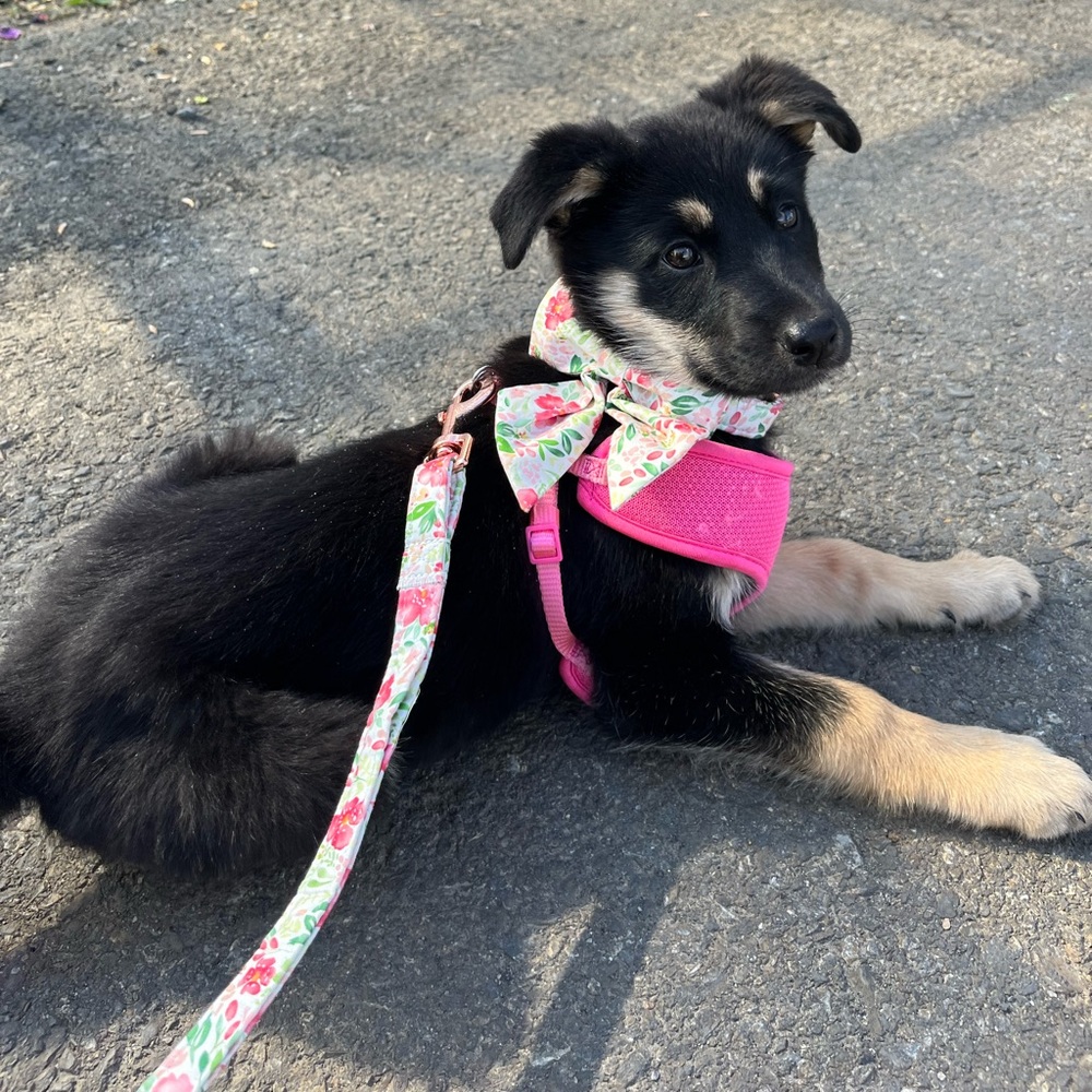 Leash and collar set